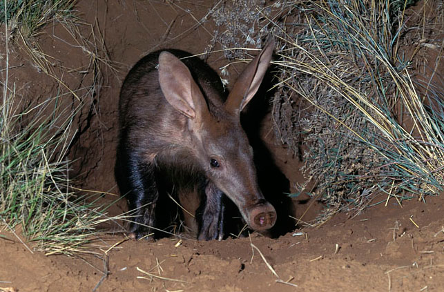 Aardvark photo 
