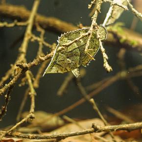 Amazon leaffish