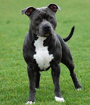 Cool American Staffordshire Terrier - Dog Breed