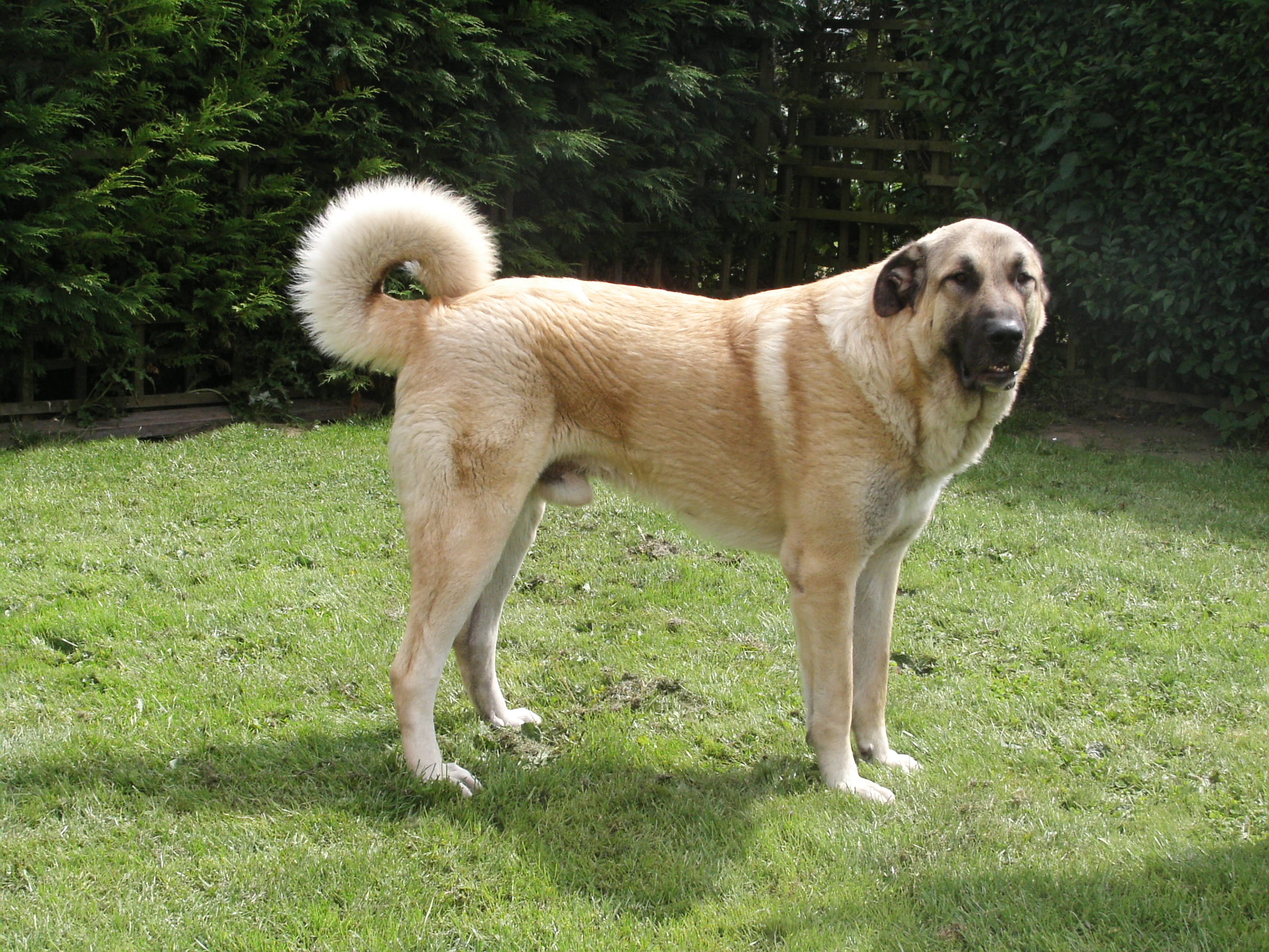 Anatolian Shepherd Dog - Dog Breed