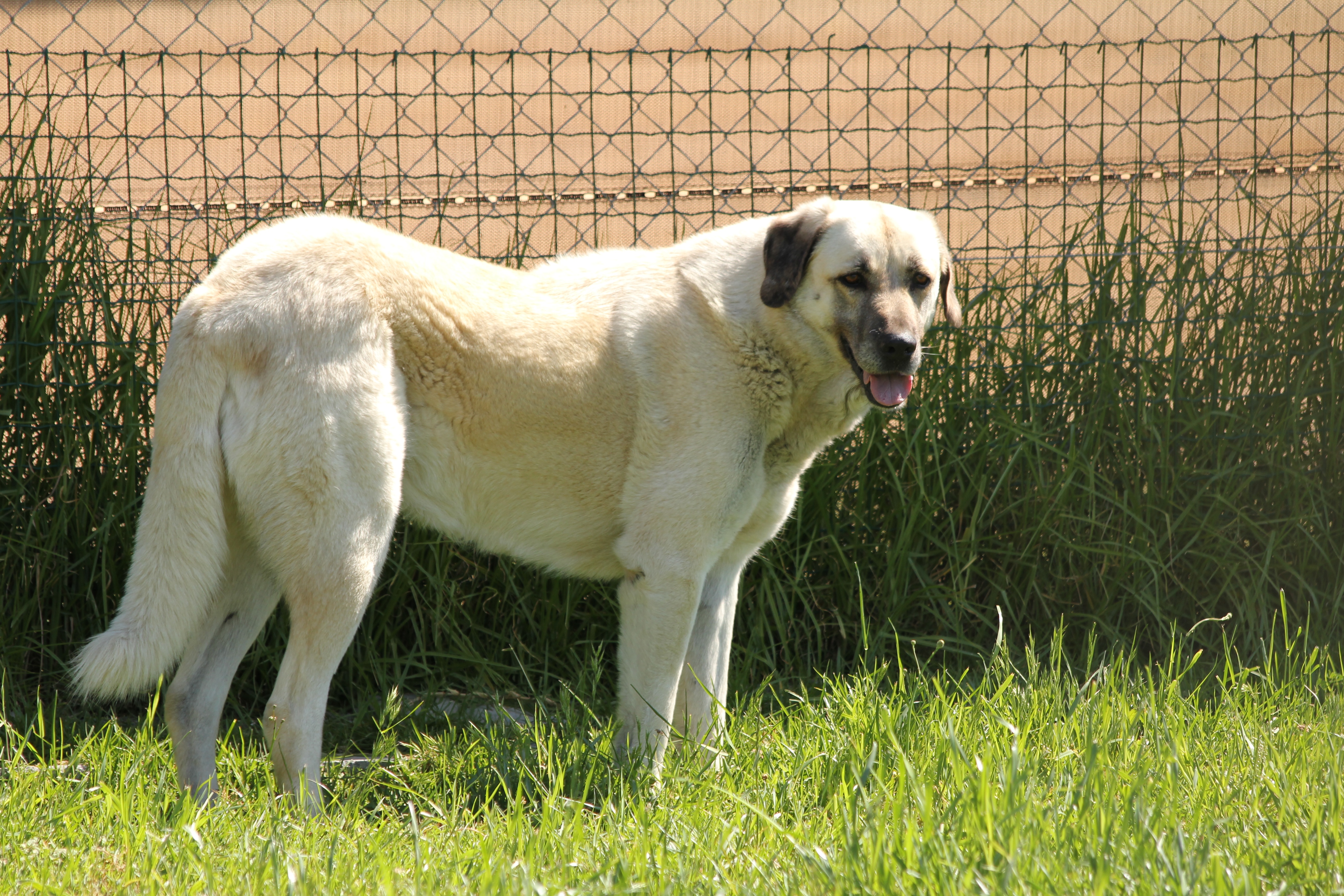 Pretty Anatolian Shepherd Dog - Dog Breed