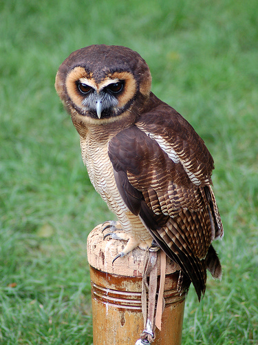 Asian brown wood-owl