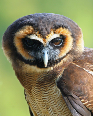 Pretty Asian brown wood-owl