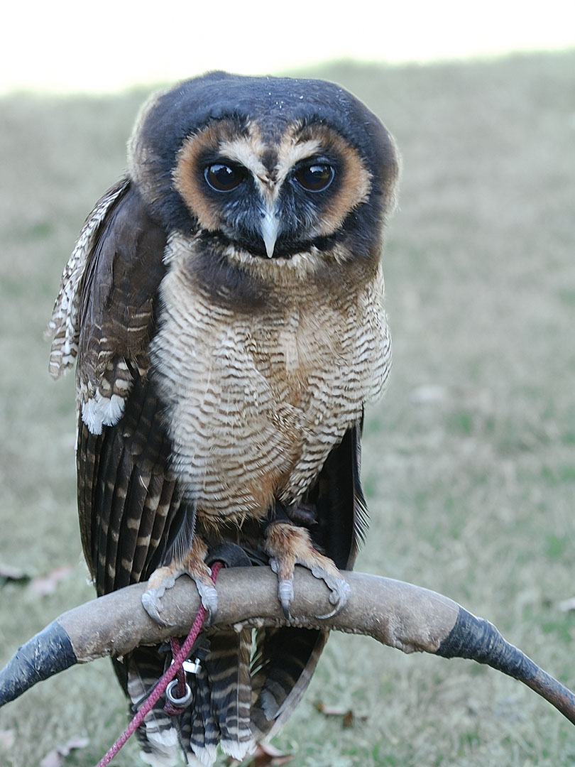 Pretty Asian brown wood-owl