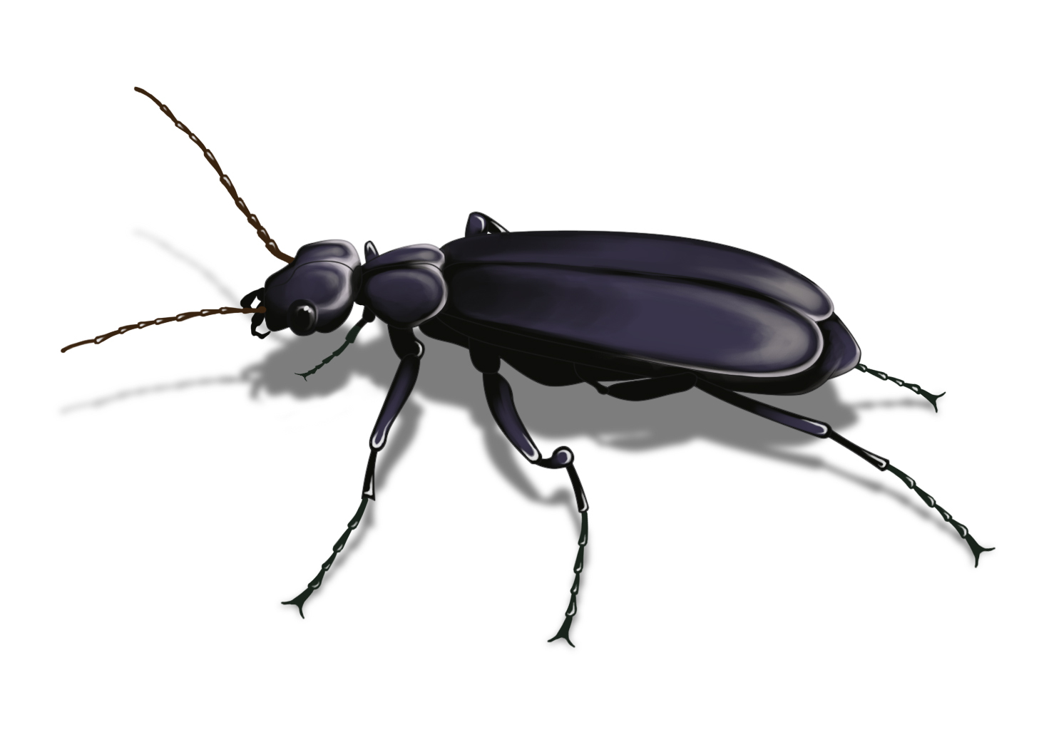 Cool Beetle