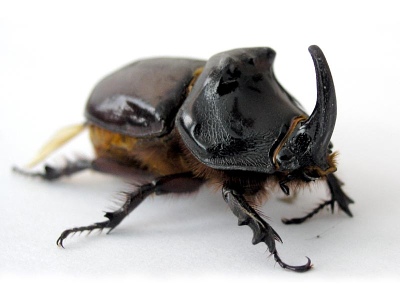 Wallpaper Beetle