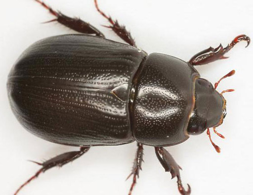 Beetle photo 