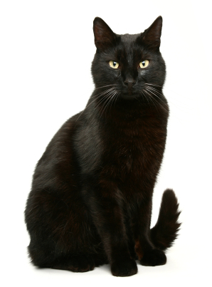 Wallpaper Bombay Cat - Cat Breed