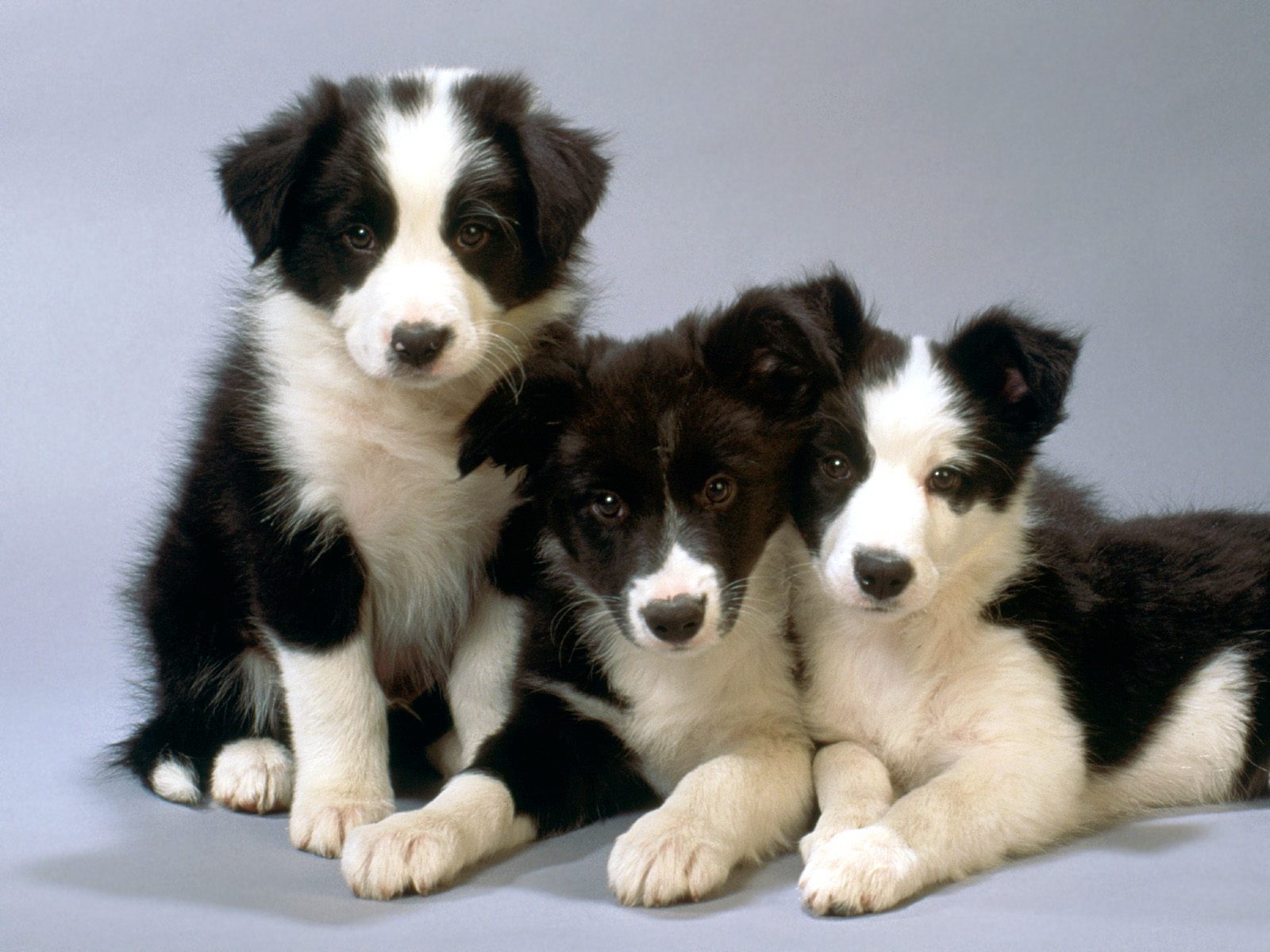 Cool Border Collie - Dog Breed