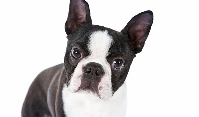 Cool Boston Terrier - Dog Breed