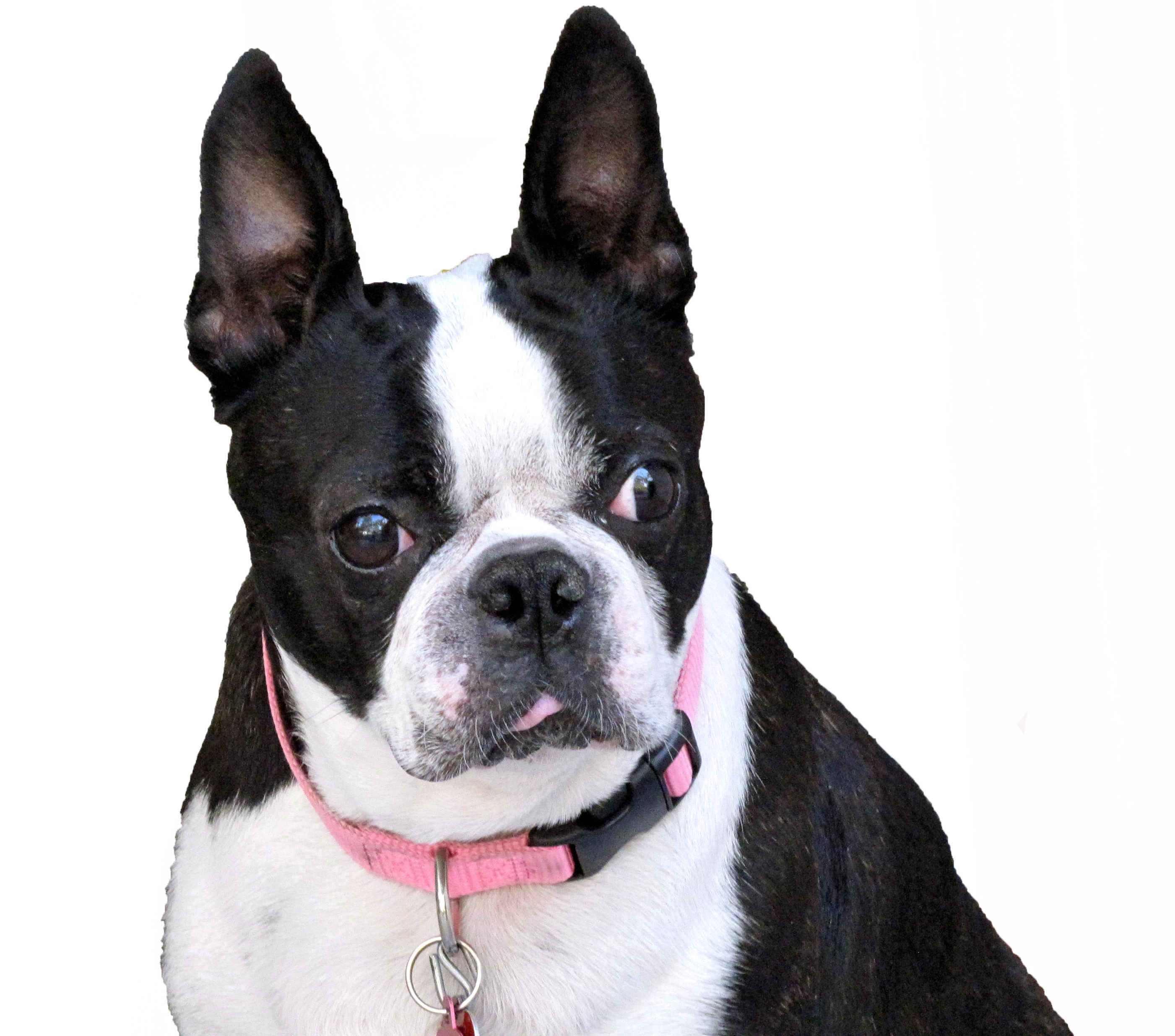 Wallpaper Boston Terrier - Dog Breed