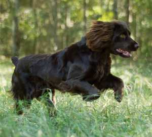 Boykin Spaniel - Dog Breed photo 