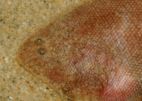 Pretty California tonguefish
