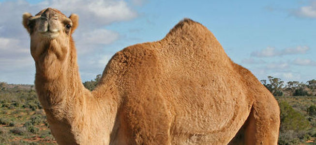 Nice Camel