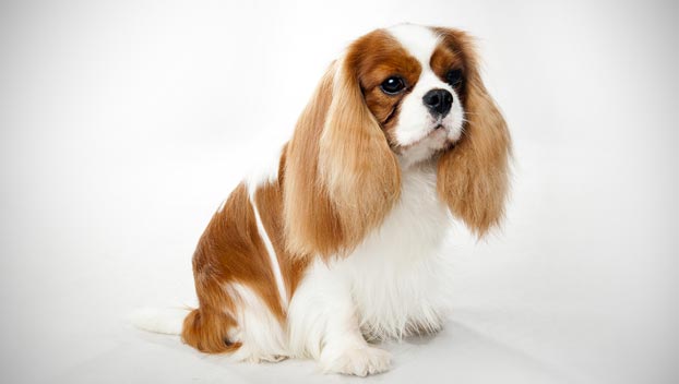 Cute Cavalier King Charles Spaniel - Dog Breed