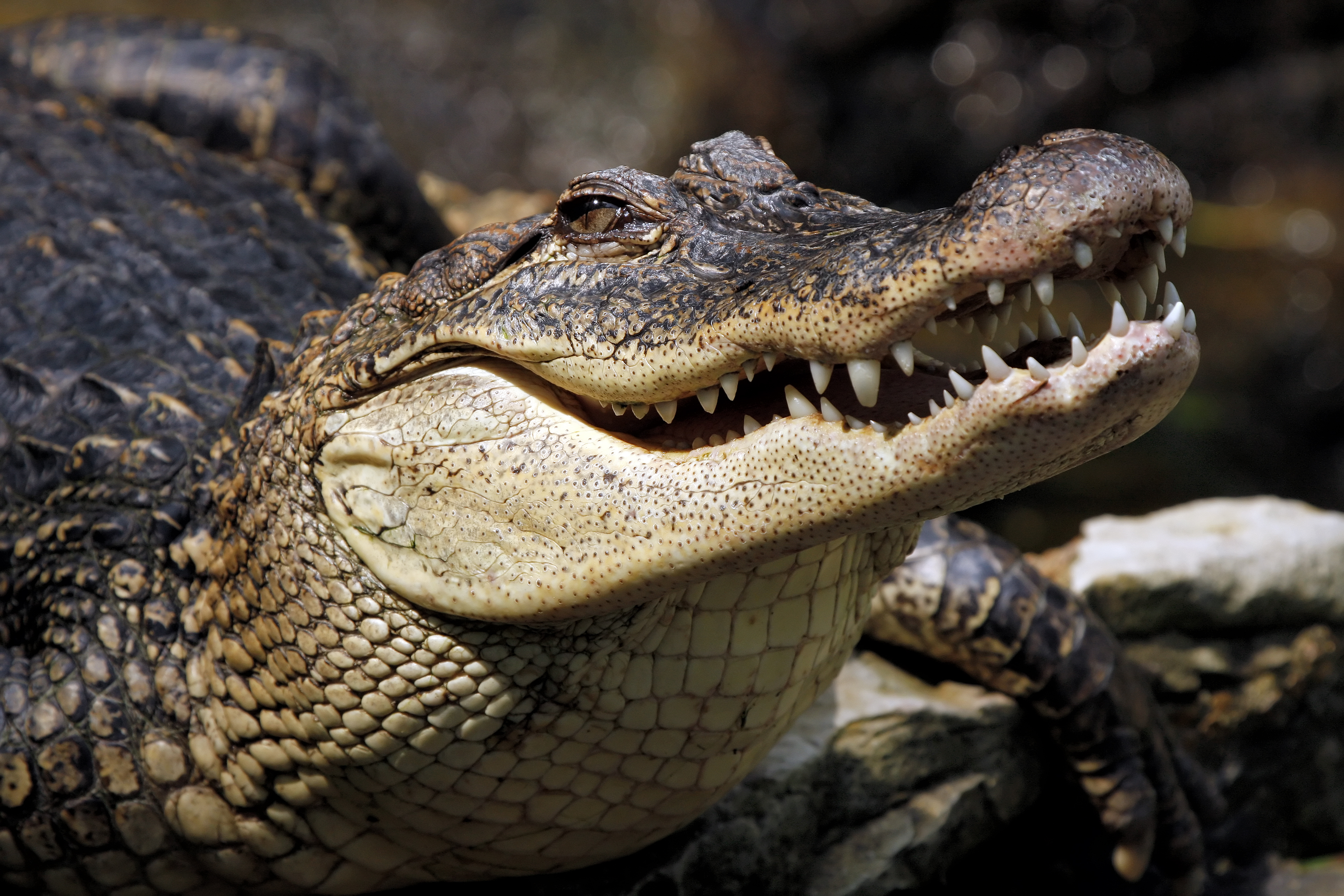 Crocodile photo 
