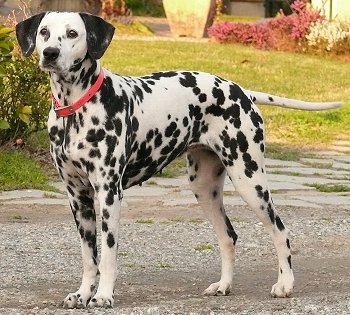 Wallpaper Dalmatian - Dog Breed
