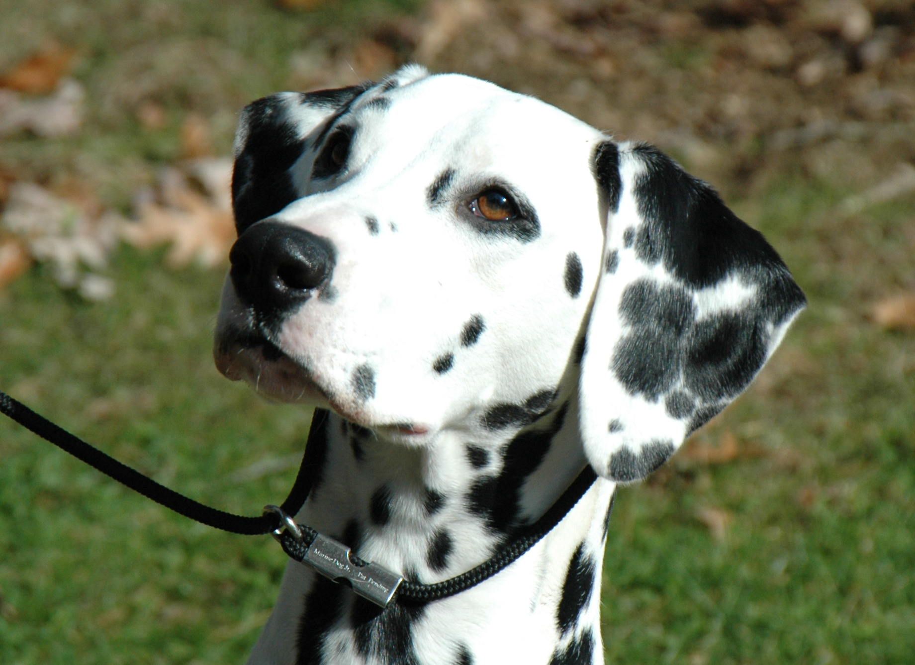 Dalmatian - Dog Breed photo 