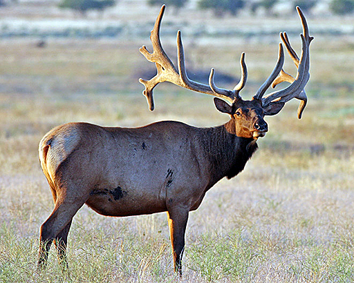 Pretty Elk