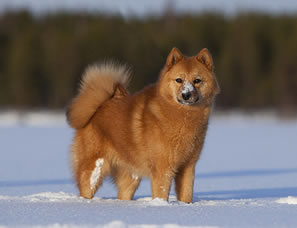 Cute Finnish Spitz - Dog Breed