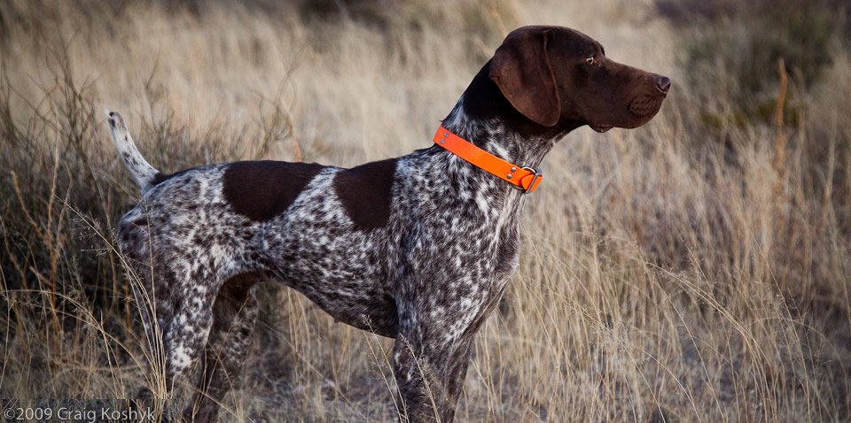 Pretty German Shorthaired Pointer - Dog Breed
