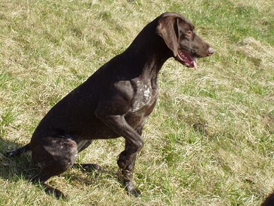 German Shorthaired Pointer - Dog Breed photo 