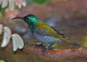 Pretty Green-headed sunbird