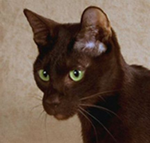 Havana Brown Cat - Cat Breed photo 