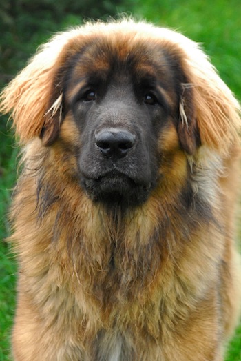 Leonberger - Dog Breed photo 