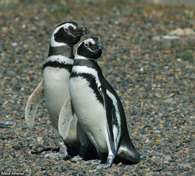 Pretty Magellanic penguin
