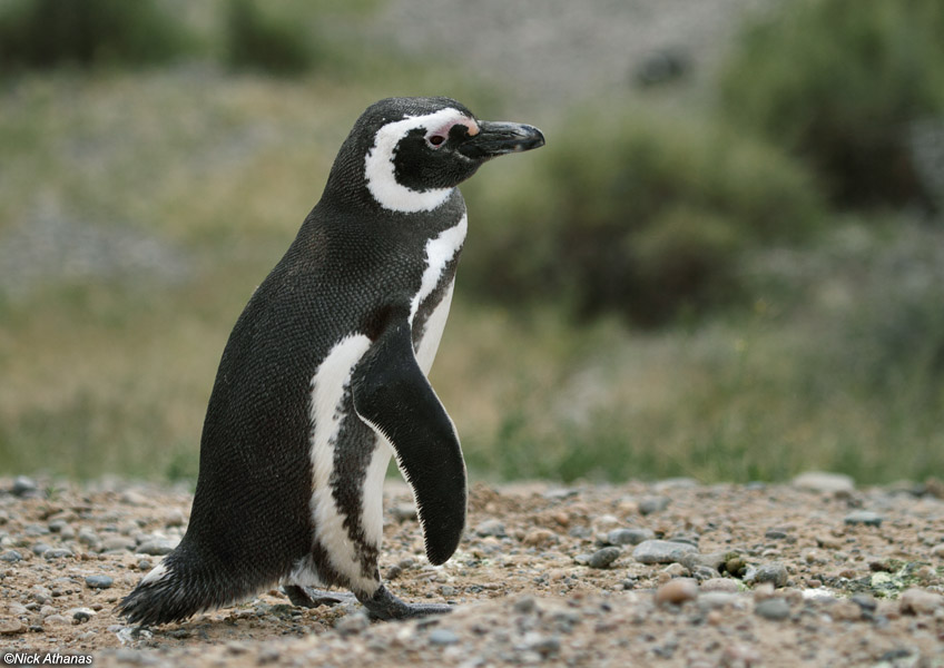 Pretty Magellanic penguin