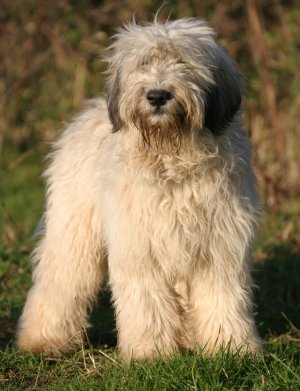 Photo Polish Lowland Sheepdog - Dog Breed