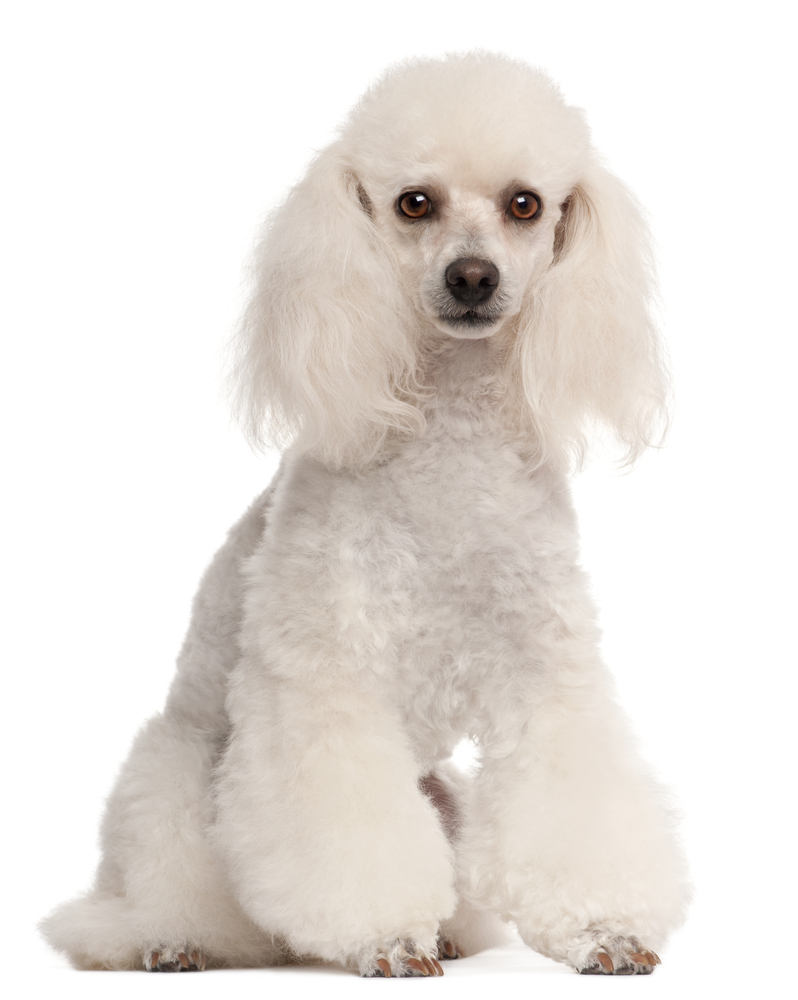 Cute Poodle - Dog Breed