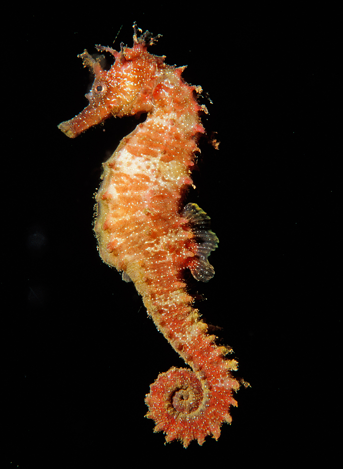 Cute Seahorse