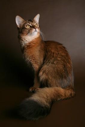 Somali Cat - Cat Breed