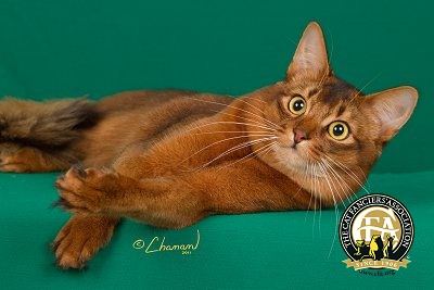 Pretty Somali Cat - Cat Breed