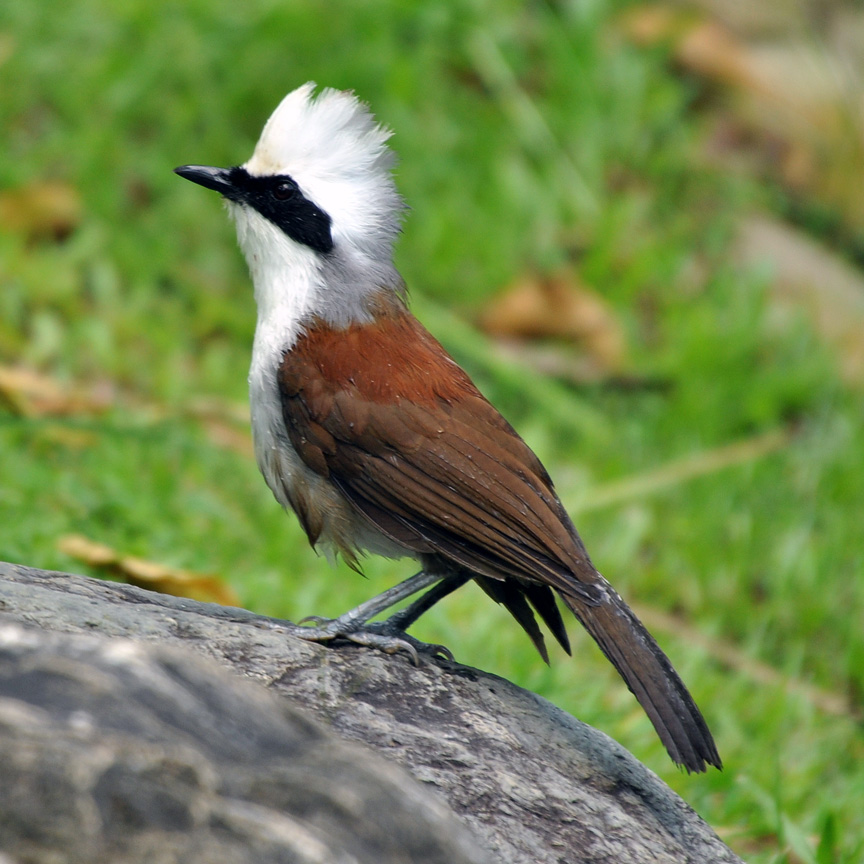 White-crested laughing thrush