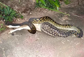 Can a python eat a adult human?
