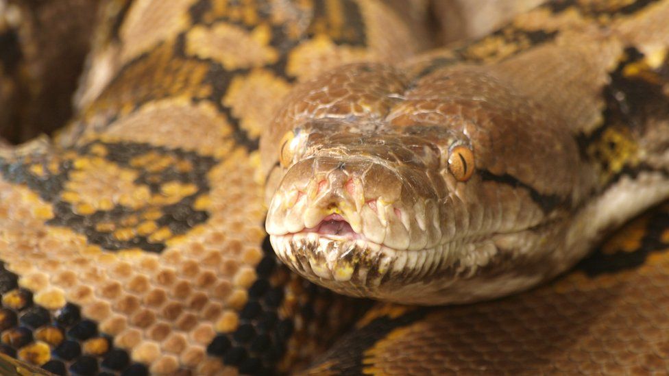 Can pythons kill humans?