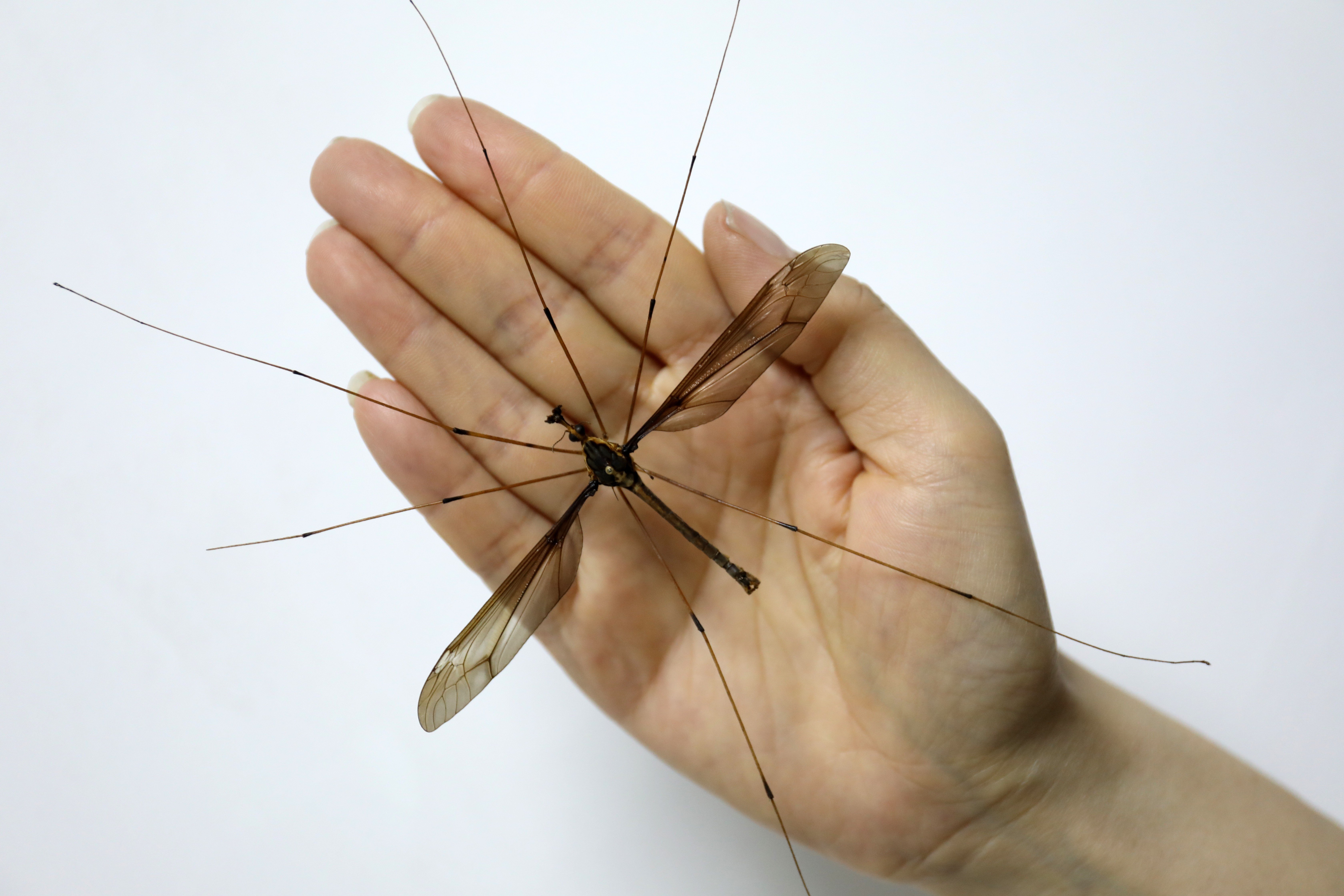 How big is the largest mosquito?