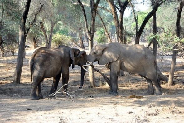 How do elephants interact with other elephants?