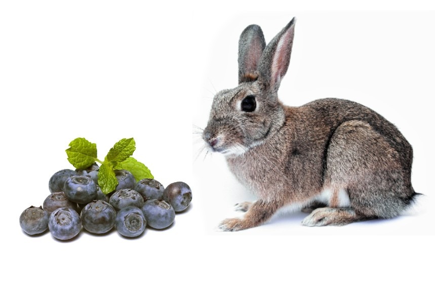 How many blueberries can a rabbit eat a day?
