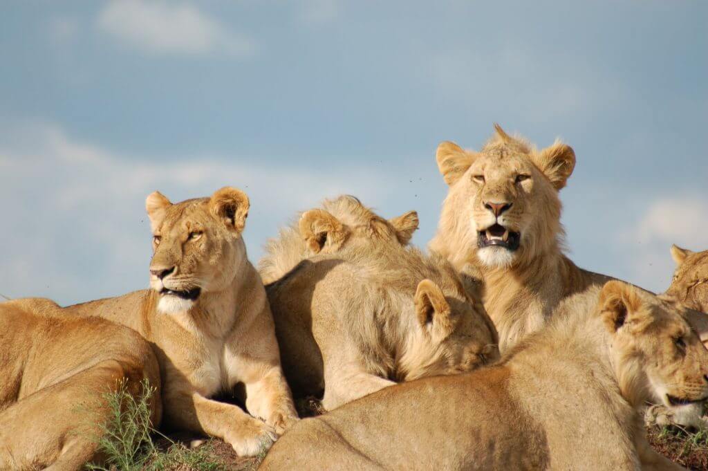 What animal group is a pride?