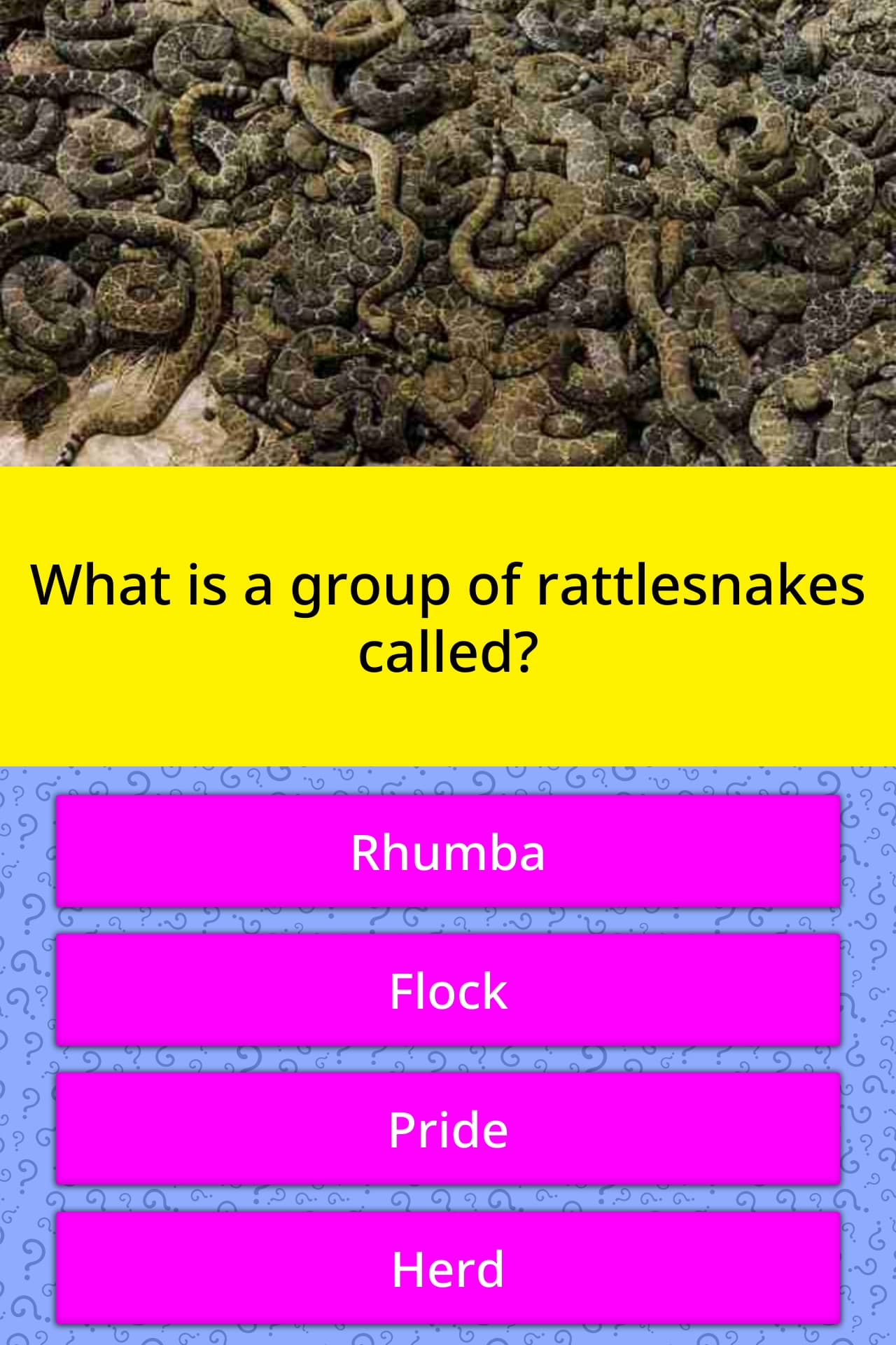 What is a group of rattlesnakes called?