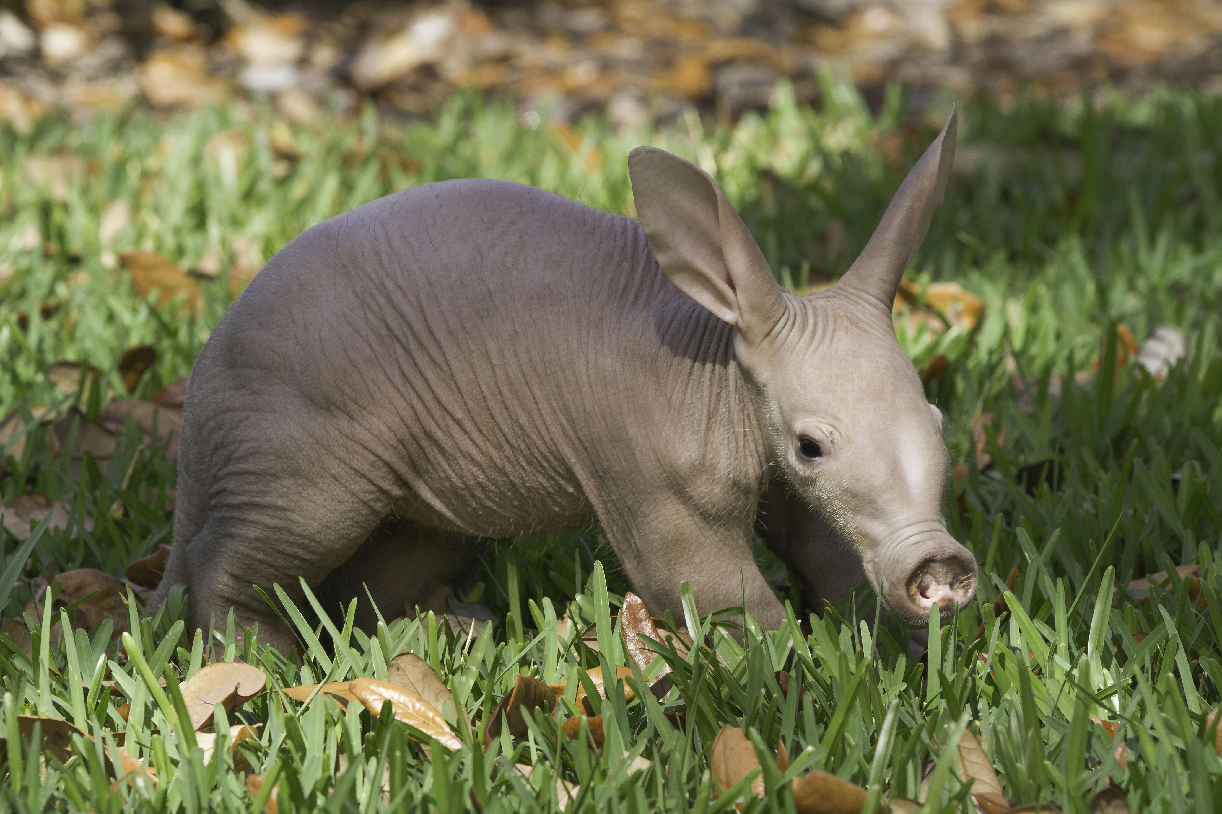Nice Aardvark