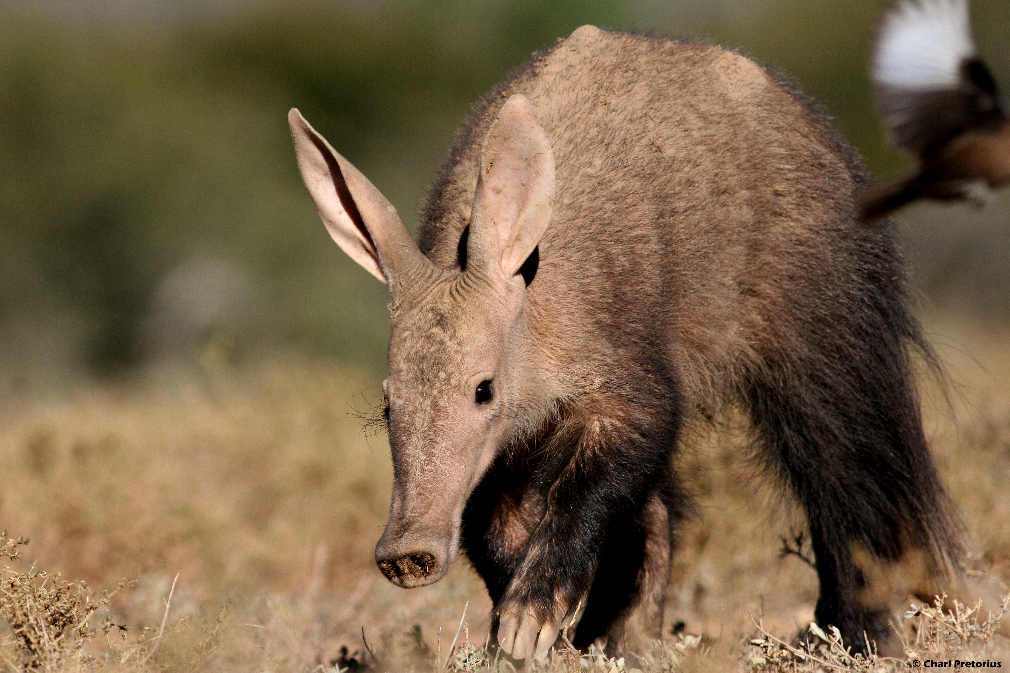 Cool Aardvark