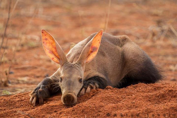 Pretty Aardvark
