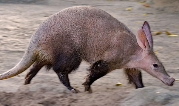 Wallpaper Aardvark