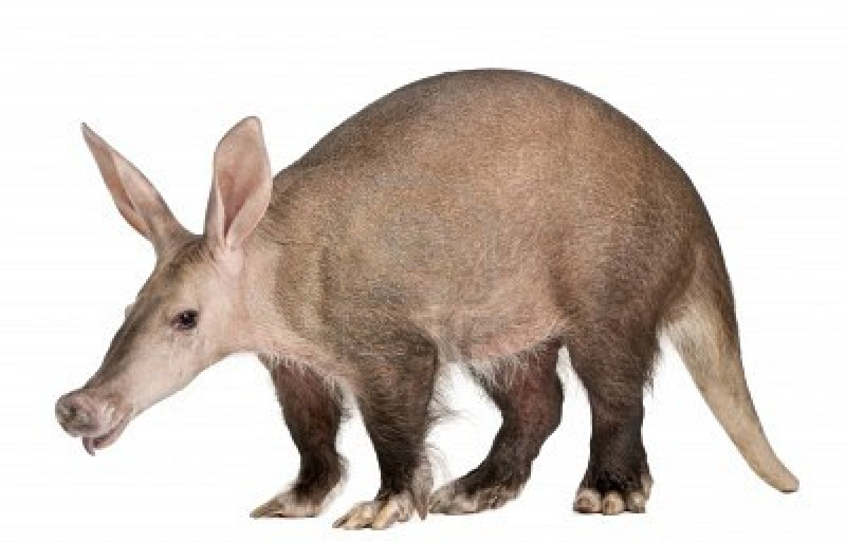 Photo Aardvark