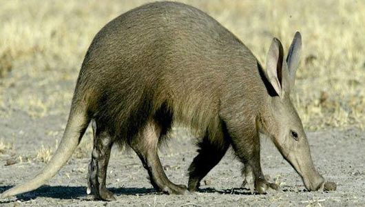Aardvark wallpaper